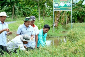 Tham gia Đề án 1 triệu ha lúa chất lượng cao giúp nông dân miền Tây có sự chuyển biến mạnh mẽ về tư duy sản xuất. (Ảnh NGUYỄN HỮU TÙNG) 