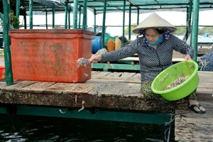 Không ít ngư dân giàu lên nhờ nuôi biển.