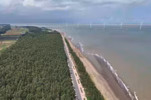 Hàng rào phi lao dài hàng chục km là giải pháp "phi công trình" rất hiệu quả, giúp che chắn hoa màu và nhà cửa của người dân vùng Duyên Hải.