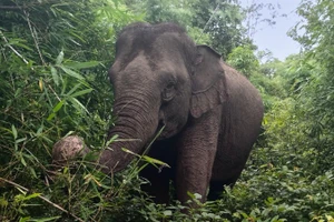 Voi hoang dã xuất hiện và cảnh báo phòng tránh xung đột voi-người ở Đắk Lắk. (Ảnh minh họa)