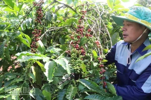 Đắk Lắk có hơn 1,087 triệu ha đất sản xuất nông nghiệp phù hợp trồng các loại cây công nghiệp chủ lực, nhất là cây cà-phê...