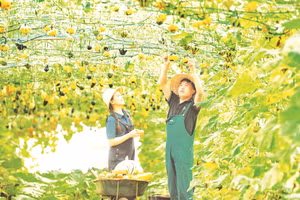 Du khách trải nghiệm thu hoạch rau, quả sạch tại Măng Đen.