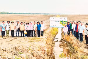 Cán bộ địa phương, nhà khoa học, nông dân tham quan mô hình sản xuất lúa sinh thái tại xã Tràm Chim. Ảnh: Hoàn Quân