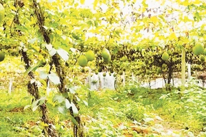 Vườn gấc trĩu quả ở Tri Phú (Tuyên Quang).