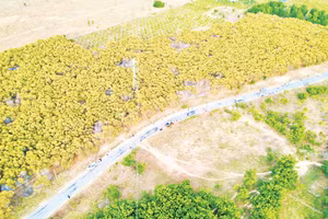 Rừng keo lá tràm của xã Hòa Thắng.