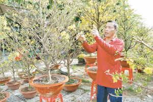 Người dân trồng mai tại xã Chợ Lách, tỉnh Vĩnh Long chuẩn bị đón Tết.