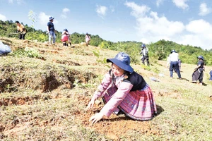 Đồng bào dân tộc ở Sơn La trồng cây phủ xanh đất trống, đồi trọc. 