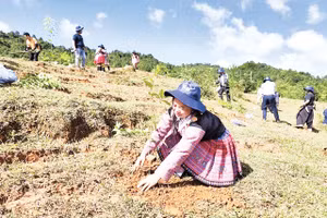 Đồng bào dân tộc ở Sơn La trồng cây phủ xanh đất trống, đồi trọc. 