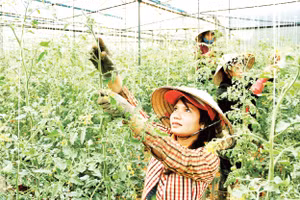 Mô hình trồng hoa trong nhà kính tại Lâm Đồng.