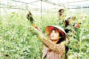 Mô hình trồng hoa trong nhà kính tại Lâm Đồng.