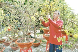 Người dân trồng mai tại xã Chợ Lách, tỉnh Vĩnh Long chuẩn bị đón Tết.