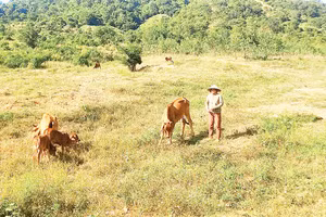 Nhiều hộ dân xã Sông Lũy đã thoát nghèo nhờ tham gia dự án bò sinh sản. 