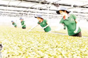 Lớp đào tạo nghề cho lao động nông thôn gắn với các lĩnh vực sản xuất nông nghiệp tại tỉnh Lâm Đồng. 