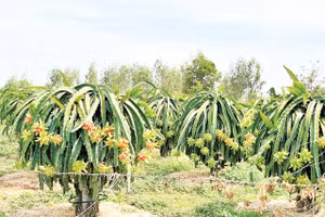 Vườn thanh long nhà ông Trà ra quả sớm.