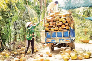 Giá dừa khô nguyên liệu giảm, ảnh hưởng đến cuộc sống của nông dân Vĩnh Long. 