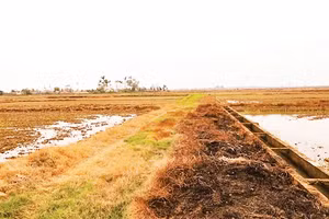 Phun thuốc diệt cỏ hóa học làm cỏ bờ ruộng, bờ mương cháy xém hàng loạt (Ảnh: Nguyễn Phê)