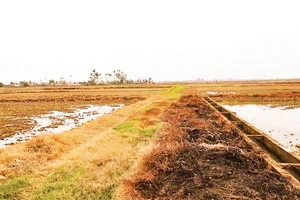 Phun thuốc diệt cỏ hóa học làm cỏ bờ ruộng, bờ mương cháy xém hàng loạt (Ảnh: Nguyễn Phê)