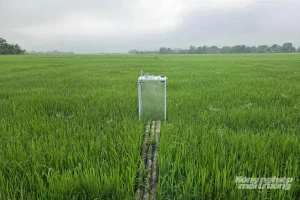 Mô hình canh tác lúa giảm phát thải tại Quảng Trị.