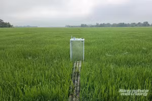 Mô hình canh tác lúa giảm phát thải tại Quảng Trị.