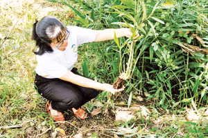 Chị Thoa thăm vườn nguyên liệu sạch.