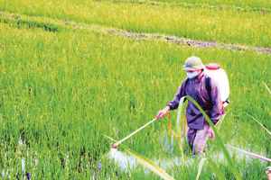 Để trả lại mầu xanh cho cỏ, cần bắt đầu từ thay đổi thói quen canh tác lạm dụng thuốc hóa học.