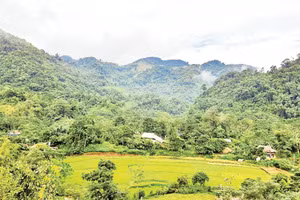 Nhờ hương ước, người dân bản Bướt giữ được rừng nguyên sinh. 