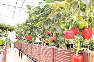 Cần sự kết nối và đồng bộ giữa các chính sách nền tảng và thành phần trong hệ sinh thái nông nghiệp bền vững. Nguồn ảnh minh họa: AGG 