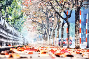 Lãng mạn phố Kim Mã. (Ảnh Đoàn Bách) 