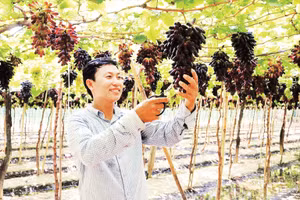 Anh Nguyễn Đình Trí là người tiên phong trồng thành công giống nho đen móng tay.