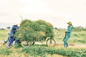 Mô hình các hợp tác xã sản xuất từ thảo mộc ngày càng phổ biến ở Việt Nam, góp phần tạo việc làm xanh cho thanh niên nông thôn. (Nguồn ảnh: HTX Sinh dược) 