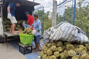 Sầu riêng là sản phẩm được xuất khẩu chủ yếu sang Trung Quốc.