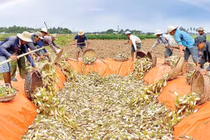Nông dân Vĩnh Châu, thành phố Cần Thơ thu hoạch củ cải làm Xá Pấu.