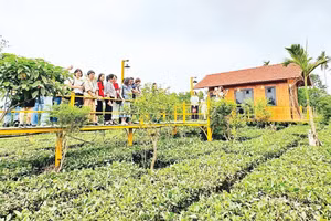 Khách du lịch tham quan đồi chè ở xã Yên Bài - một sản phẩm du lịch xanh hấp dẫn của Hà Nội.