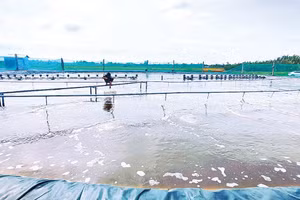 Một trang trại nuôi tôm công nghiệp thuộc cánh đồng năn xã Trần Đề. 