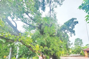 Cây vạn niên bách mộc ở đình Hương Vỹ, thôn Làng, xã Yên Thế, Bắc Ninh.