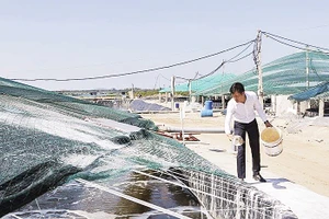 Khu nuôi tôm công nghệ cao của gia đình anh Nguyễn Ngọc Đoàn, phường Trúc Lâm, tỉnh Thanh Hóa cho hiệu quả kinh tế cao.