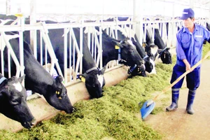 Trang trại nuôi bò sữa của doanh nghiệp tại xã Đơn Dương, tỉnh Lâm Đồng được đầu tư hiện đại.