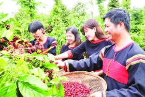 Nông dân phường Ea Kao, tỉnh Đắk Lắk thu hoạch cà-phê.
