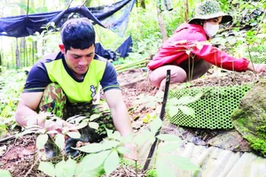 Xã Măng Ri hỗ trợ người dân mở rộng diện tích các cây trồng đặc hữu của địa phương như cà-phê, sâm Ngọc Linh và dược liệu để nâng cao.