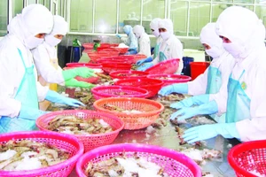 Chế biến tôm sú xuất khẩu ở thành phố Cần Thơ.