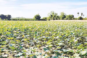 Mô hình trồng sen mùa nước nổi tại xã Tân Hòa, thành phố Cần Thơ.