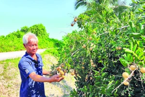 Gia đình ông Nguyễn Ngọc Lân khấm khá nhờ trồng cây nhãn xuồng đặc sản của địa phương.