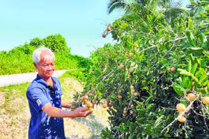 Gia đình ông Nguyễn Ngọc Lân khấm khá nhờ trồng cây nhãn xuồng đặc sản của địa phương.