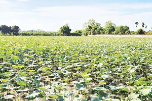 Mô hình trồng sen mùa nước nổi tại xã Tân Hòa, thành phố Cần Thơ.