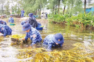Cán bộ, chiến sĩ Hải đội 202 giúp nông dân xã Gio Hải (Quảng Trị) thu hoạch lúa chín bị ngập.