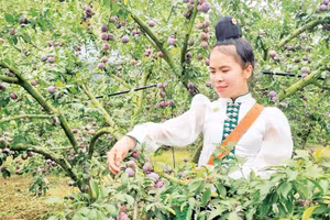 Hợp tác xã Nông sản bản địa Noọng Piêu, xã Phiêng Khoài, tỉnh Sơn La đang liên kết trồng hơn 80ha mận hậu, trong đó có hơn 30ha được cấp mã số vùng trồng sản phẩm mận Ruby. (Ảnh: HÀ TUẤN)