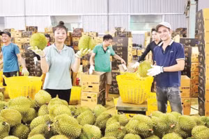 Thu mua sầu riêng tại xã Krông Pắc, tỉnh Đắk Lắk. (Ảnh CÔNG LÝ)