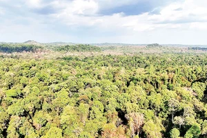 Rừng ở Khu bảo tồn Thiên nhiên-Văn hóa Đồng Nai đang được bảo vệ nghiêm ngặt. 