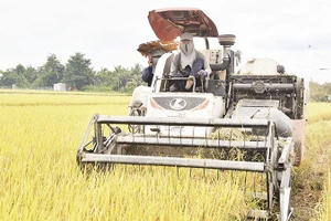 Người dân tại tỉnh Đồng Tháp thu hoạch lúa.