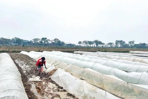 Nông dân ủ mạ để kịp thời vụ gieo cấy.